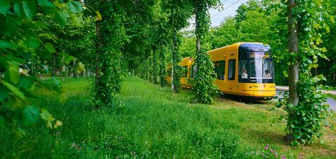 Alstom Flexity Tram Dresden