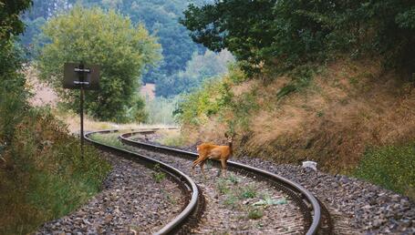 FLOX wildlife detection